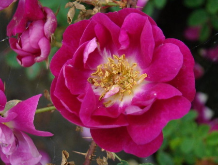 Rosa Pimpinellifolia William iii