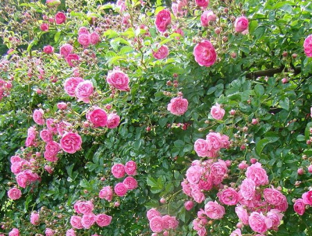 Rosa Super Dorothy