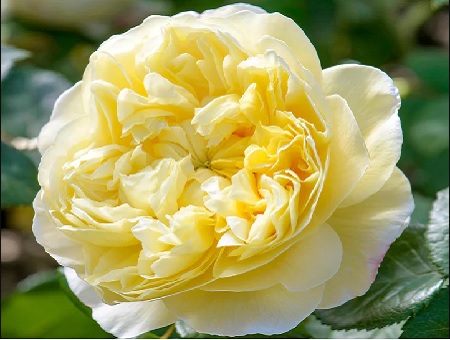 rosa-charles-darwin