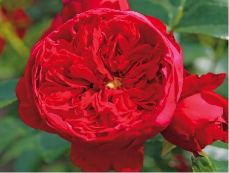 Rosa Florentina