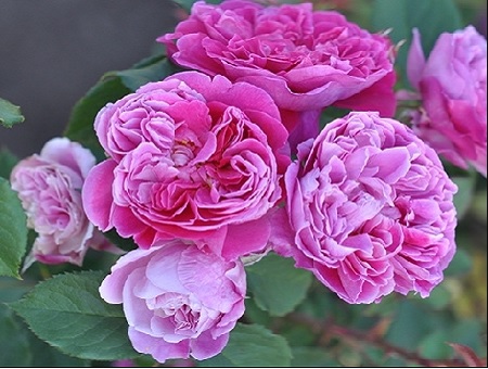 Rosa Lavender Vaza