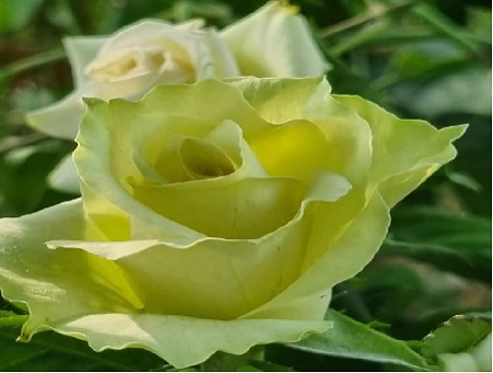 Rosa Lovely Green