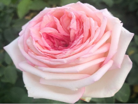 Rosa Meine Rose
