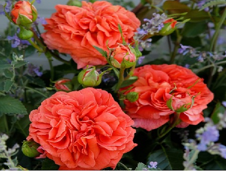rosa-orangerie