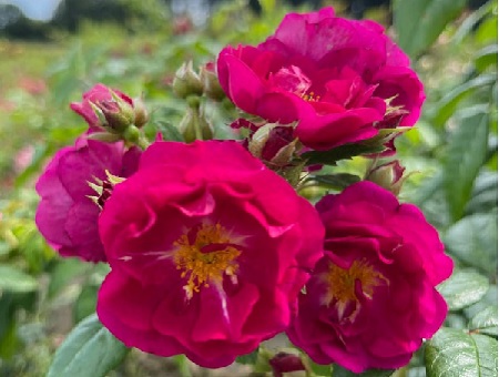 Rosa Purple Siluetta